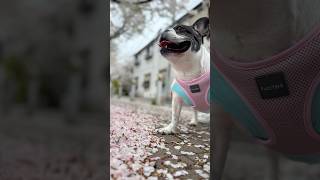 【見納め】フレブルと最後の桜に会いに行ってきた！🌸