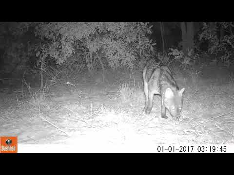 Lobinho (Cerdocyon thous) - monitoramento de fauna no Cerrado de Bataguassu, MS