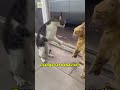 Every Orange Cat Ever Cat Meow Shorts
