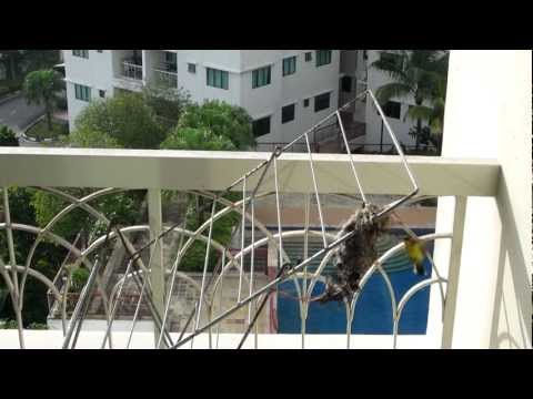 Yellow Not Angry Sunbirds nesting in Danga Bay-Iskandar Johor-Malaysia | Not Jurong Bird Park