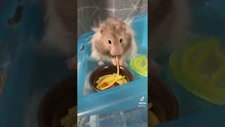 パスタを食べるのが上手なハムスター！