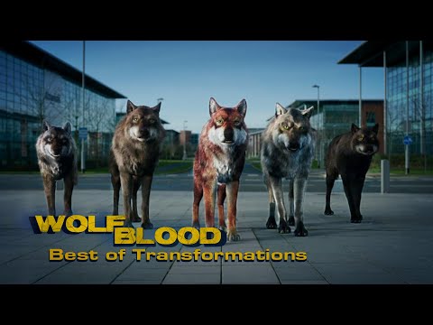 Best of Transformations 4.0 🐺❤ | Special | Wolfblood