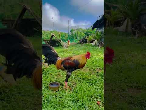 Pure Golden Monkey Sweater🍊👌🏻