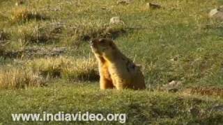 Himalayan Marmot