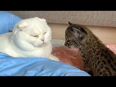 LYNX KITTEN MEETS THE CAT