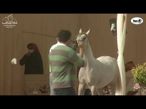 N 5 GHIZLAN AL AEFE   1st Bahrain Straight Egyptian Show 2021   Yearling Fillies Championship Class