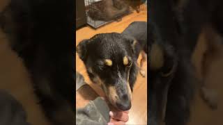 Video preview image #1 Mutt Puppy For Sale in Germantown, OH, USA