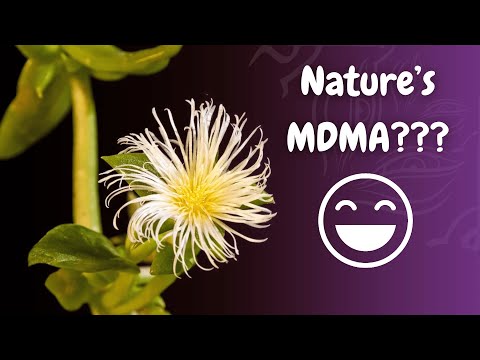 Amentara and Gabriel Hardie | The Launchpad Podcast