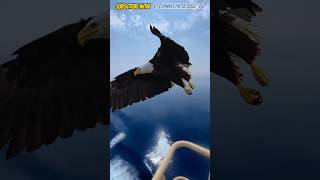 Download lagu BURUNG ELANG BESAR🦅 TERBANG SANGAT RENDAH BIKIN KAGET DAN TAKJUB❗ mp3