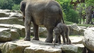 preview picture of video 'Dierenpark Emmen'