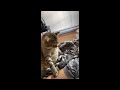 Grumpy Cat Wakes Up From Slumber And Starts Biting Owner S Arm