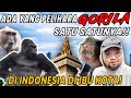 LAH GUA BARU TAU ADA YANG PELIHARA GORILA SATU SATUNYA DI INDONESIA DITENGAH KOTA KINGOFTHEJUNGLE