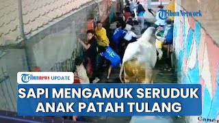 Detik-detik Sapi Kurban Mengamuk dan Seruduk Warga di Dalam Gang, Seorang Anak Alami Patah Tulang