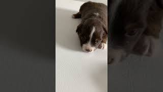 Miniature Australian Shepherd Puppies Videos