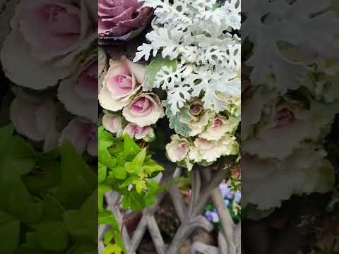 吊り下げ桔梗が付いている完全な太陽のプランター