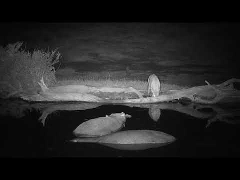 Djuma: Lone Hyena drinking with Hippos watching on - 00:53 - 08/22/19