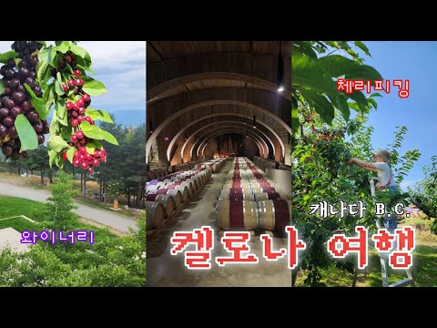 🇨🇦 생에 첫 체리피킹 | 미션힐 와이너리 | Canada 켈로나 여행