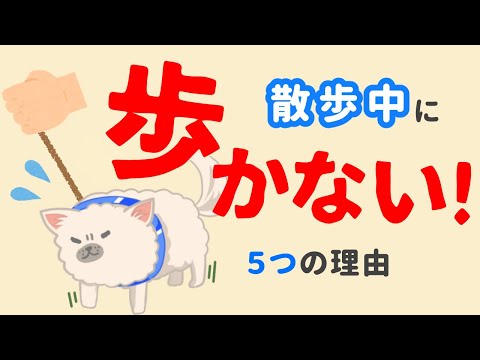 私の犬が通りを歩きたがりません - どうすればいいですか?