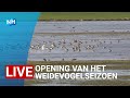 LIVE ? Opening van het weidevogelseizoen
