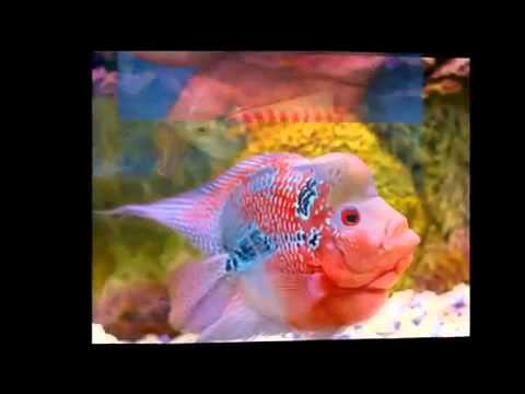 Freshwater Tropical Fish Wholesale Supplier - For Fish and Pet Store Owners