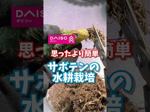 園芸 ウニサボテン