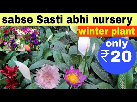 Cheapest nursery winter plant only Rs 20
