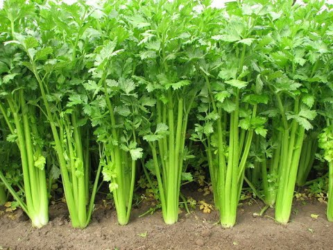 Mawalan ng timbang bago paglilihi Pagkain ay hindi nakakapinsala sa kalusugan para sa mabilis na pagbaba ng timbang