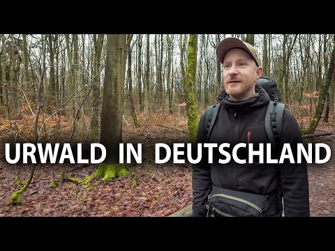 Biwaktour zwischen Urwald und YouTubeRealtalk im Nationalpark Hainich