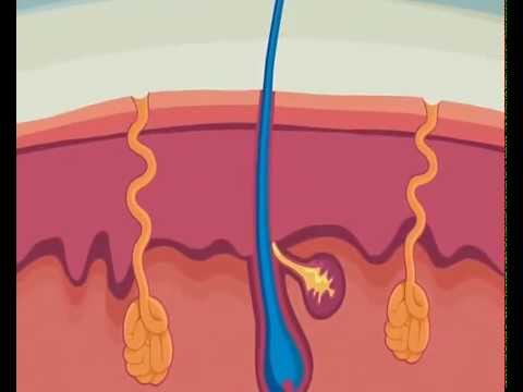 apparato tegumentario cartone