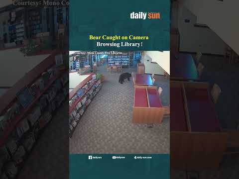 A black bear is caught on camera browsing a local library in California! | Daily Sun