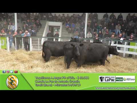04-09-19 - Venta de Vaquillonas A.Angus Generales - Cabaña La Paz de Grandio - Tandil