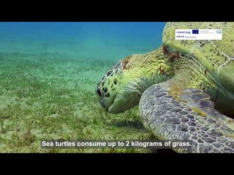 Seagrass Meadows - The Source of Life in the Black Sea