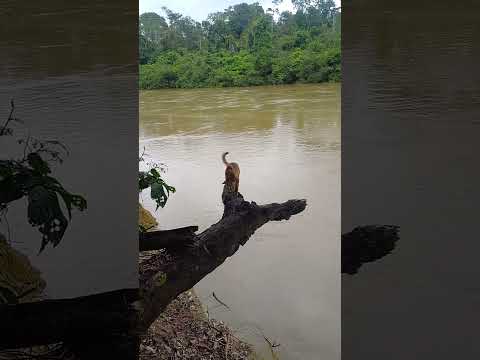 rio jamari alto paraíso  Ro