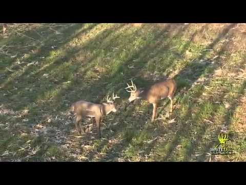 Real Deer Vs. Decoy Deer, Who Ya Got?