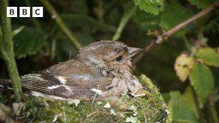 🔴 LIVE wildlife cameras 🌿 7 June 🐦 BBC Springwatch 2026