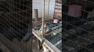 Download lagu belibis alis kuning suara lantang mp3