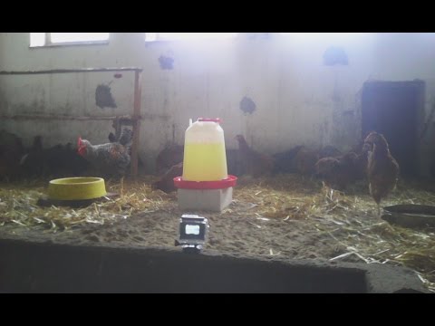 Zapalenie migdałków wypadanie włosów Moroccanoil arganowy olej na włosy