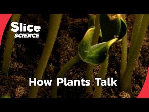 The Secret Language of Plants | SLICE SCIENCE | FULL DOC