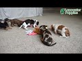 Dachshund dogs for sale: Denver - Video 1