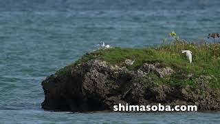 カラシラサギ2羽、エリグロアジサシ飛来(動画あり)