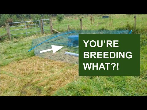 A new type of livestock with a regenerative job. You saw it here first.