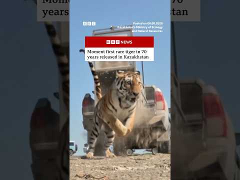 First rare tiger in 70 years released in Kazakhstan. #BBCNews