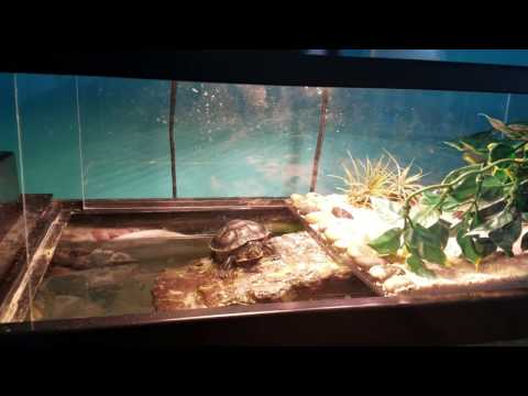 The BEST Turtle Topper Basking Dock!!