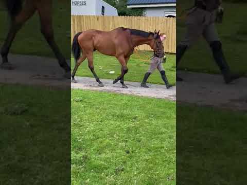 Video 2
