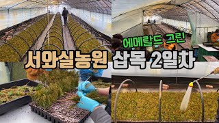 삽목 2일차!!! 에메랄드 그린 삽목하는날~
