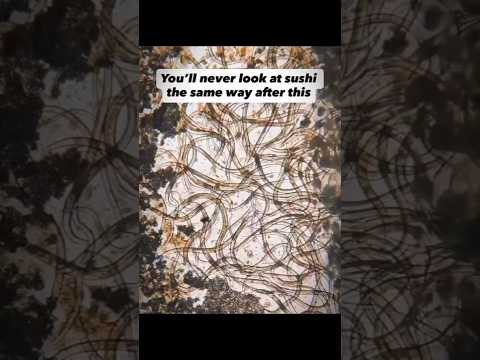 Sushi Under The Microscope 😳