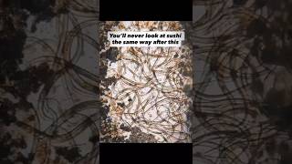 Download lagu Sushi Under The Microscope 😳 mp3