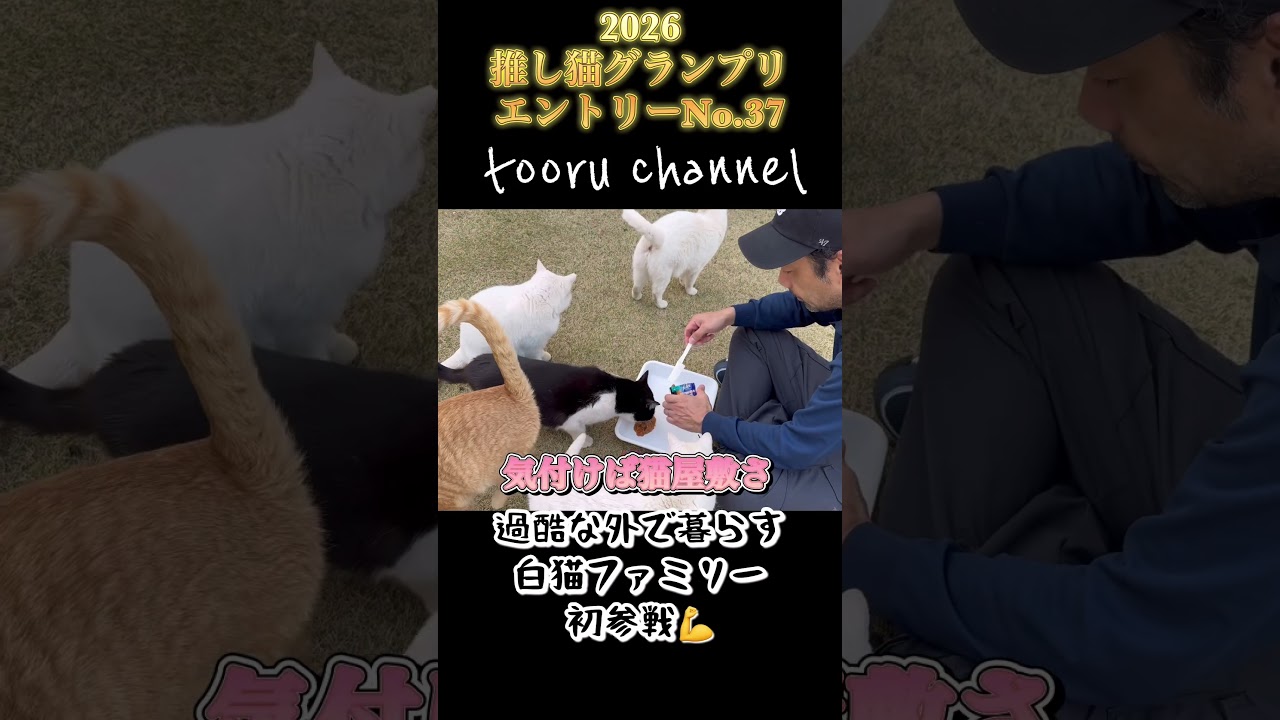 さぁ皆んな行こうか🥊#猫 #保護猫 #野良猫#推し猫グランプリ #shorts #とおるチャンネル