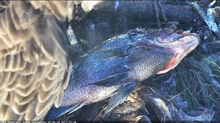 2017/12/26 AEF-NEFL~Kids are coverd with moss, Romeo brings fish~