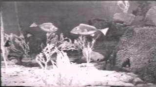 Baron Nichts -  Diver Man